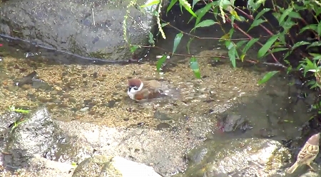まるで温泉のの団体客のようなスズメ達
