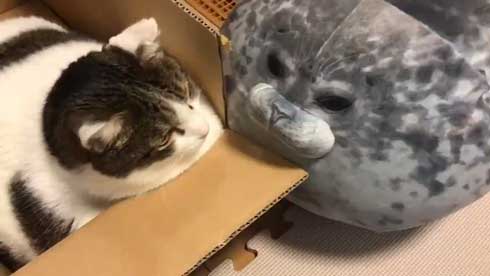 フェリシモ アザラシ クッション 猫 どっち 比較 似てる もちもち