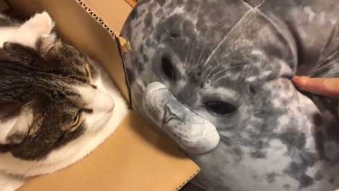 フェリシモ アザラシ クッション 猫 どっち 比較 似てる もちもち