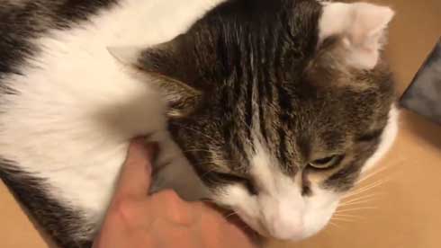 フェリシモ アザラシ クッション 猫 どっち 比較 似てる もちもち