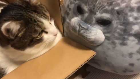 フェリシモ アザラシ クッション 猫 どっち 比較 似てる もちもち