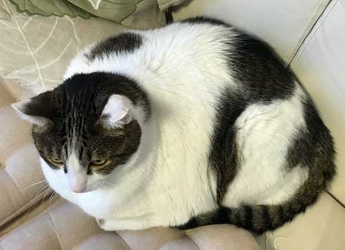 フェリシモ アザラシ クッション 猫 どっち 比較 似てる もちもち