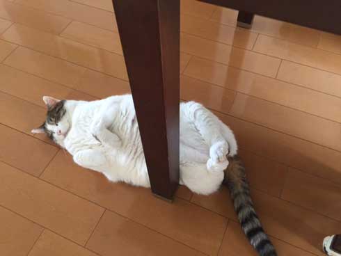 フェリシモ アザラシ クッション 猫 どっち 比較 似てる もちもち