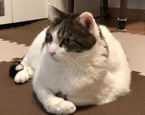 フェリシモ アザラシ クッション 猫 どっち 比較 似てる もちもち