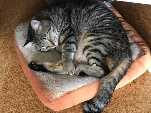 フェリシモ アザラシ クッション 猫 どっち 比較 似てる もちもち