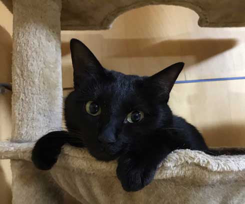 フェリシモ アザラシ クッション 猫 どっち 比較 似てる もちもち