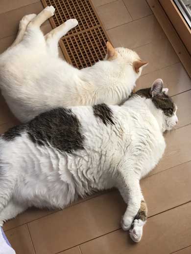 フェリシモ アザラシ クッション 猫 どっち 比較 似てる もちもち