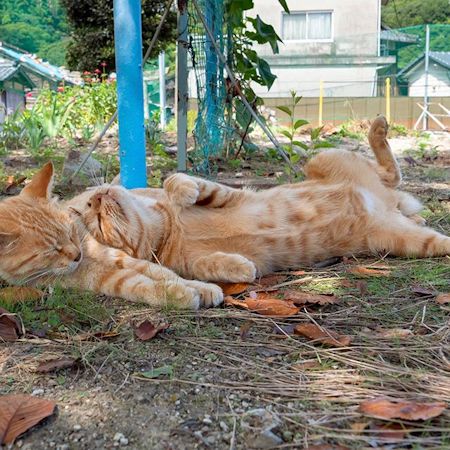 お腹まくら猫ちゃん