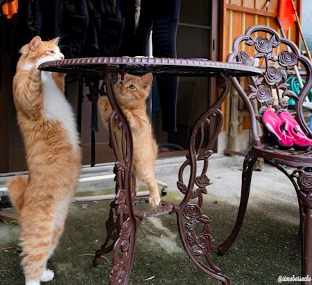 のびのび猫ちゃん