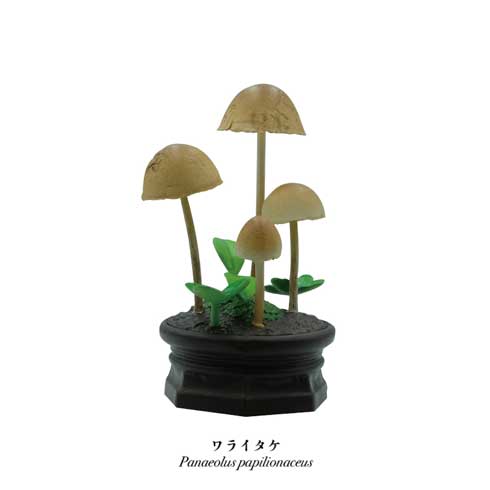 きのこ立体図鑑 カプセルトイ フィギュア 菌糸工房 Qualia