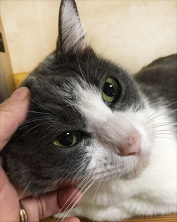 母さんは今日も世話をやく