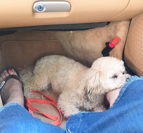 ペット手帳 ベストショット