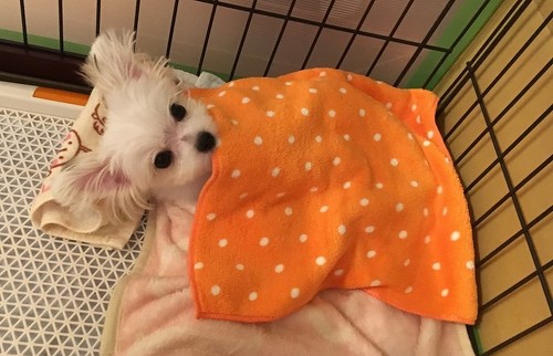 ペット手帳 ベストショット