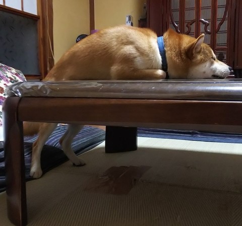 ベストショット