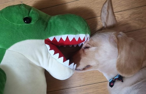 ペット手帳 ベストショット