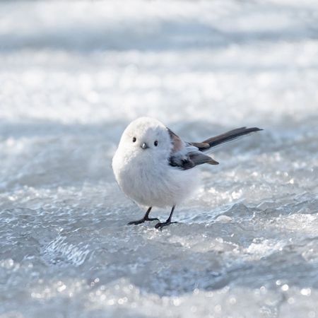雪原のシマエナガ