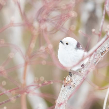  シマエナガ全身左向き