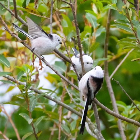 3羽のシマエナガ
