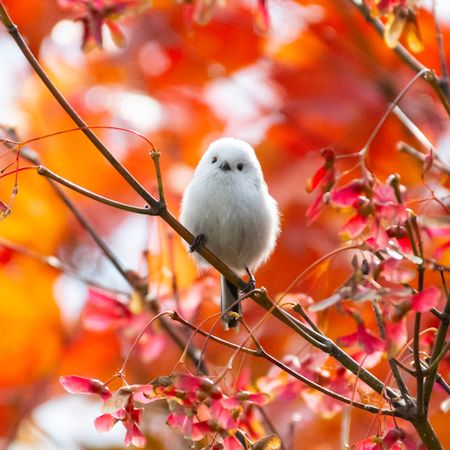 紅葉とシマエナガ