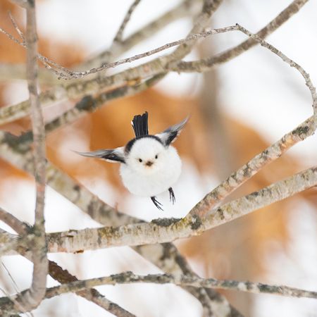 飛び立つシマエナガ