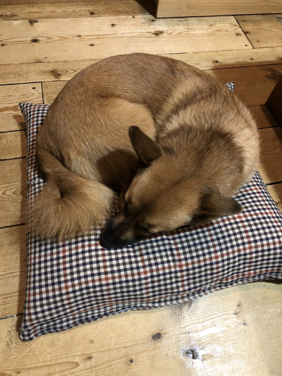 座布団で寝る春ちゃん