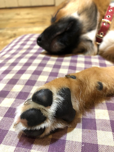 春ちゃん肉球アップ