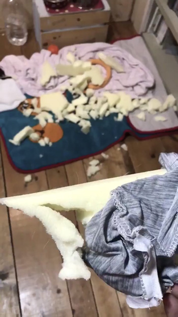 ぼろぼろのクッション