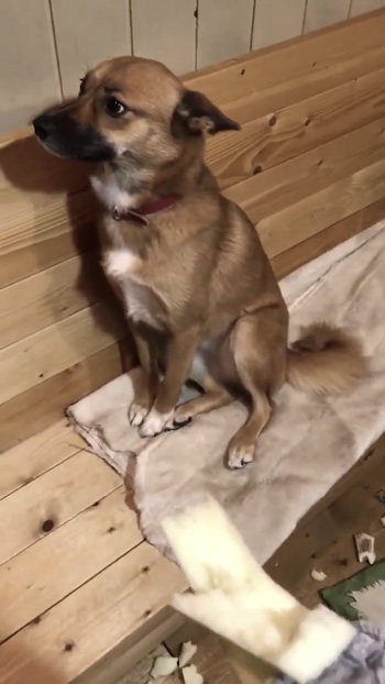 春ちゃん全身横向き