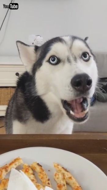 おしゃべりわんこ