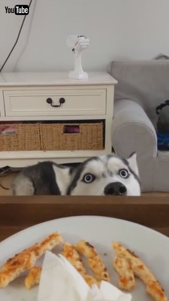 おしゃべりわんこ