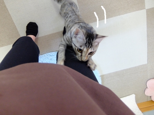 柴犬ひかりといちごと猫ミルキーときらら