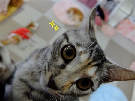 柴犬ひかりといちごと猫ミルキーときらら