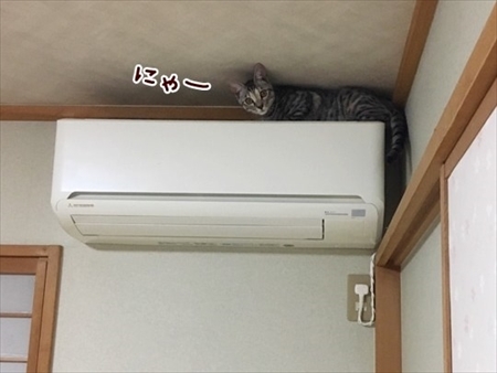 柴犬ひかりといちごと猫ミルキーときらら