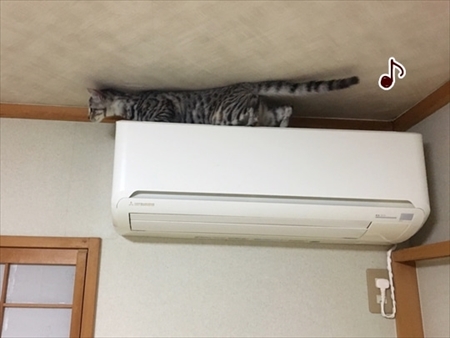 柴犬ひかりといちごと猫ミルキーときらら