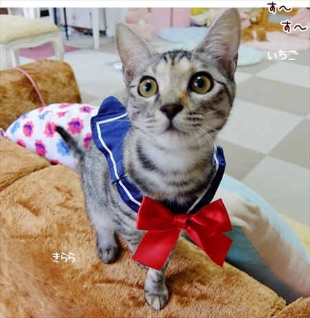柴犬ひかりといちごと猫ミルキーときらら