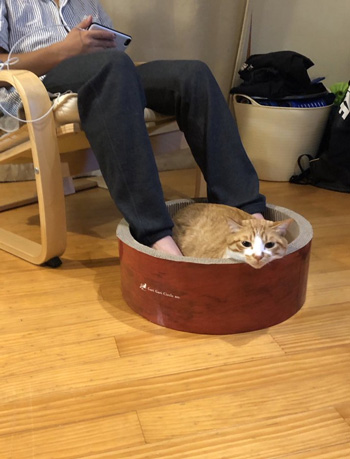 足湯猫