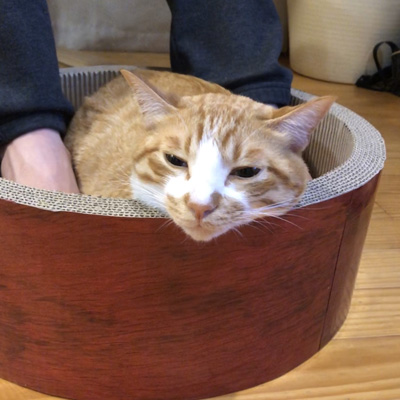 足湯猫アップ