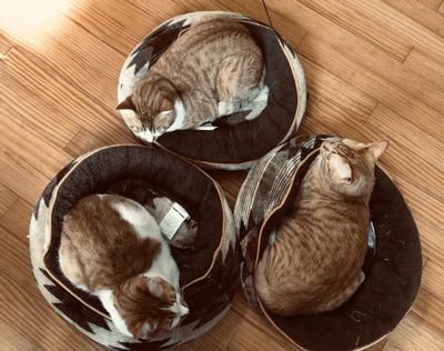 リサイクルマーク猫