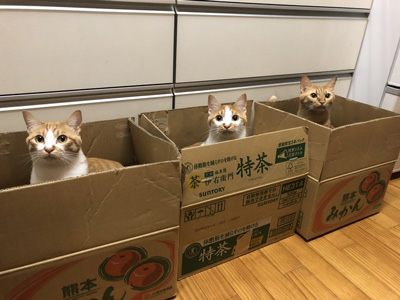 段ボール3猫