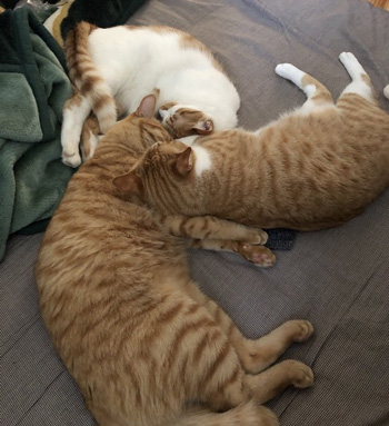 扇風機3猫