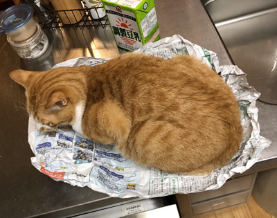 新聞紙猫