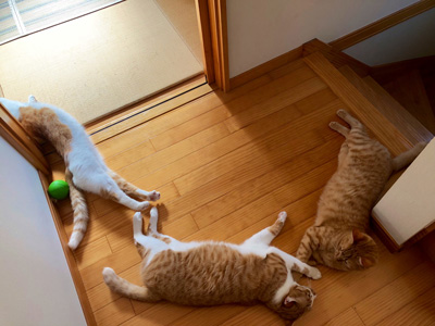 誘導3猫