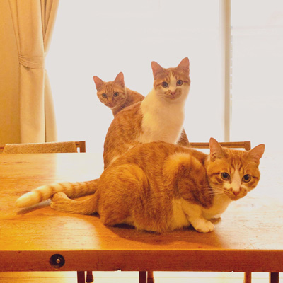 エグザイル3猫