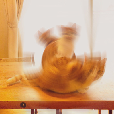 エグザイル3猫その2