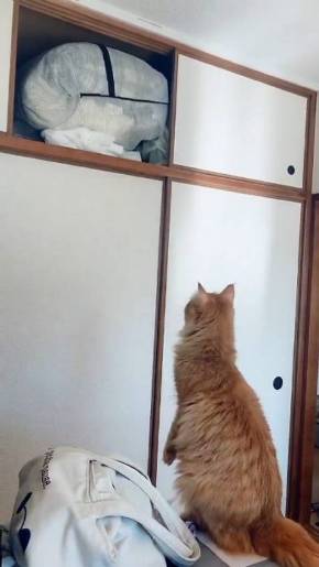 うに 猫 ジャンプ失敗