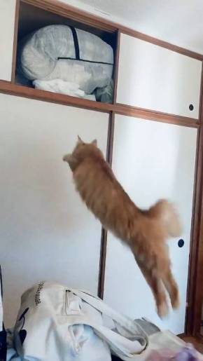 うに 猫 ジャンプ失敗