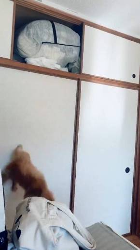 うに 猫 ジャンプ失敗