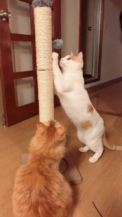 うに 猫 ジャンプ失敗