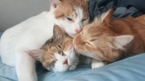 うに 猫 ジャンプ失敗