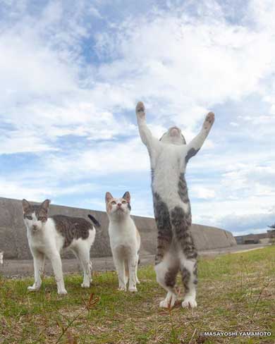 大気を操る 猫 見守る師匠 野良猫 立ち猫 立体化 フィギュア めーちっさい
